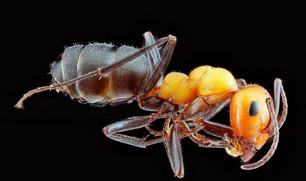 Ant Control service in Saint Paul, MN