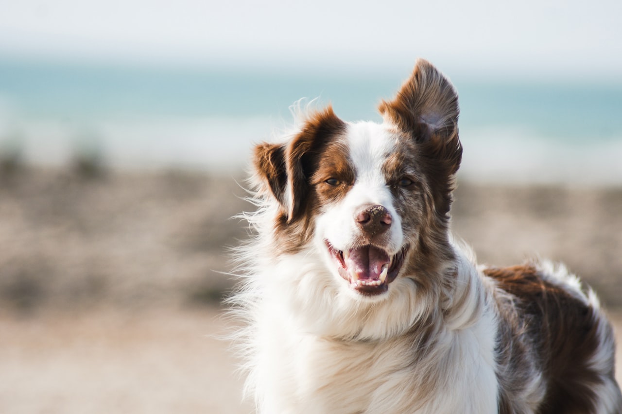 Flea & Tick Control service in Saint Paul, MN