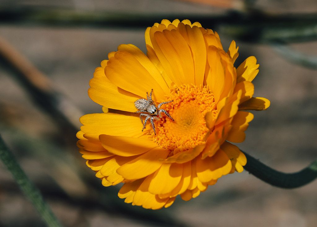 Spider Control service in Saint Paul, MN